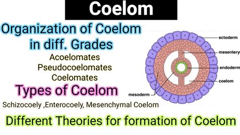 Coelomate Definition & Meaning - Merriam-Webster