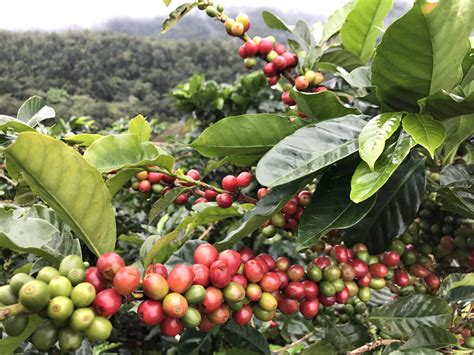 Coffea. Coffea. L. Coffea ( coffee) is a genus of flowering plants in the family Rubiaceae. Out of about 120 species, we make coffee from only two, Coffea arabica and C. canephora. [1] Coffea are shrubs or small trees, native to subtropical Africa and southern Asia. The seeds are called "beans" in the coffee trade. Beans from the two productive species ... 
