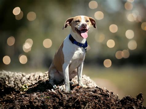 Coffee County Animal Control - Manchester, TN …