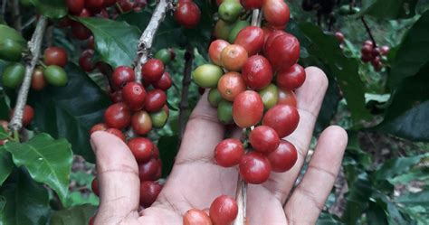 Coffee Origins: A Guide to Mexico - Perfect Daily Grind