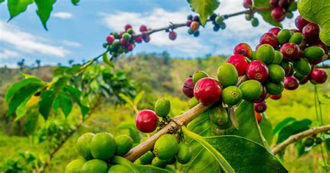 Coffee USDA Foreign Agricultural Service