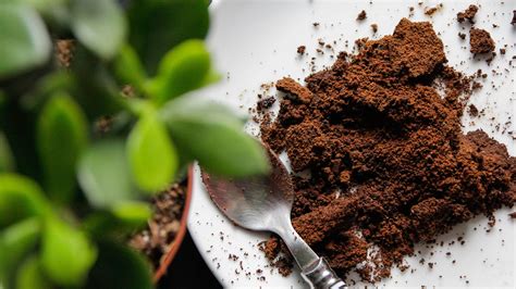 Coffee grounds. Used coffee grounds is the result of brewing coffee, and are the final product after preparation of coffee. Despite having several highly-desirable chemical components, used coffee grounds are generally regarded as waste, and they are usually thrown away or composted. As of 2019, it was estimated that over 15 million tonnes of spent coffee ... 
