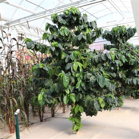 Coffee tree for sale. Things To Know About Coffee tree for sale. 