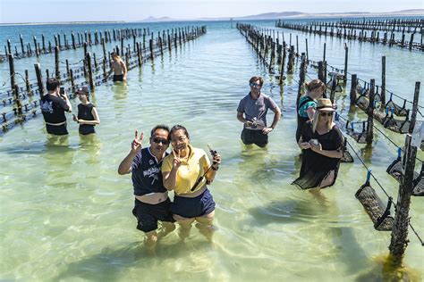 Coffin Bay Oyster Farm & Tasting Tours - Coffin Bay, Tour South...