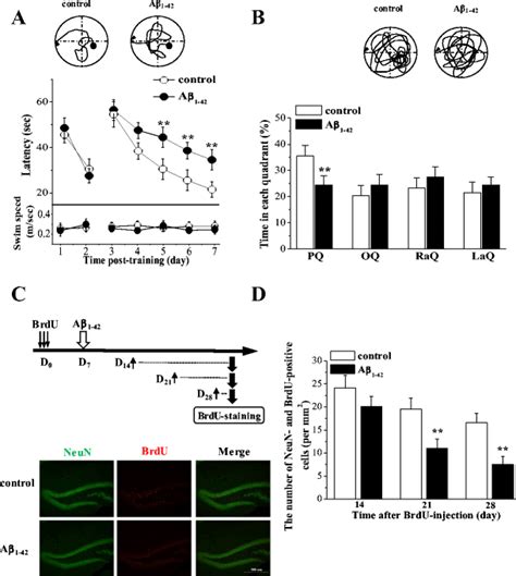 Cognitive function and hippocampal neurogenesis were impaired …