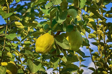 Coing: Conseils contre les fruits bruns - L