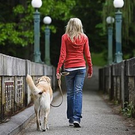 Coger a un perro grande puede parecer intimidante, pero siguiendo algunos consejos se puede hacer de forma segura. Aquí te presentamos algunos consejos para coger a un …
