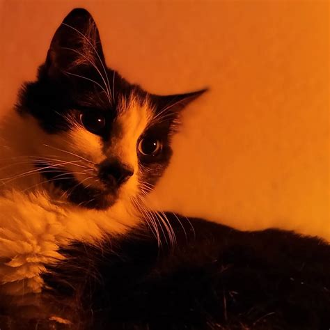 🔥 (SEX) Cokiz92  Leaked