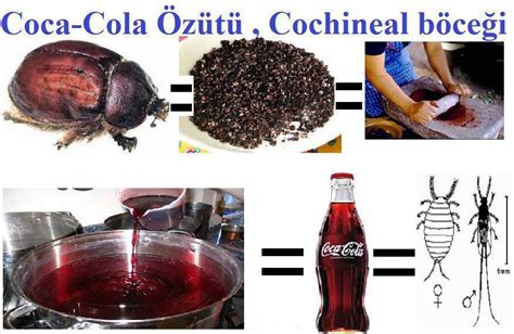 Cola hangi böcekten yapılıyor