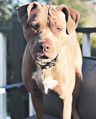 If you talk to any Pitbull enthusiast or breeder, I can guarantee that they will know about the Colby bloodline. The Colby bloodline is one of the oldest and most well-known bloodlines in …. 