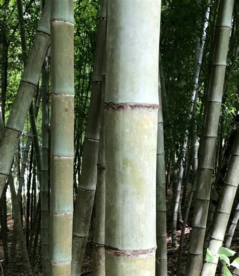 Cold Hardy Bamboo - Etsy