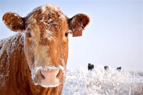 Cold cow. Things To Know About Cold cow. 