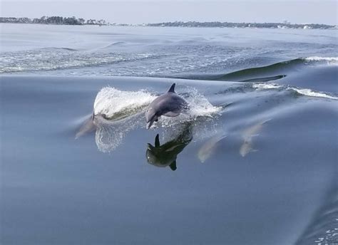 Cold mil dolphin. We’ve got the science behind whether vitamin C can prevent a cold or potentially reduce the symptoms and duration of those sniffles. At the first signs of a cold, many of us pour a... 