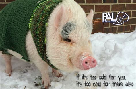 Cold pig Definition & Meaning - Merriam-Webster