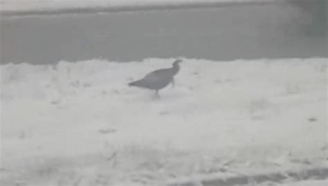 Cold turkey: Drivers spot something ‘fowl’ on Hwy. 401 during snowy morning rush