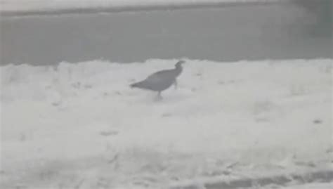 Cold turkey: Drivers spot something fowl on Hwy. 401 during snowy morning rush