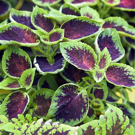 Coleus flower. Unusual, Solenostemon 'Black Prince' (Coleus) is a tropical evergreen tender subshrub boasting toothed, soft purple-black leaves, nearly solid black, adorned with a hint of red. In summer, flower spikes bear small lavender and white flowers. However, many people feel that coleus look best before they flower. Easy to grow, low maintenance, heat tolerant, Coleus is terrific as a bedding annual ... 