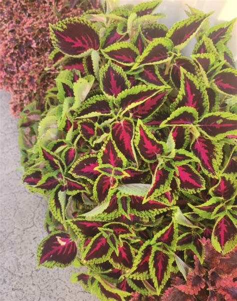 Coleus varieties cuttings available Freee BBQ Gumtree Australia ...