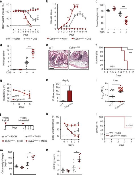 Colitis susceptibility in mice with reactive oxygen species