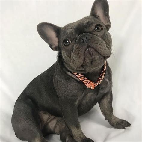 Collar For French Bulldog Puppy