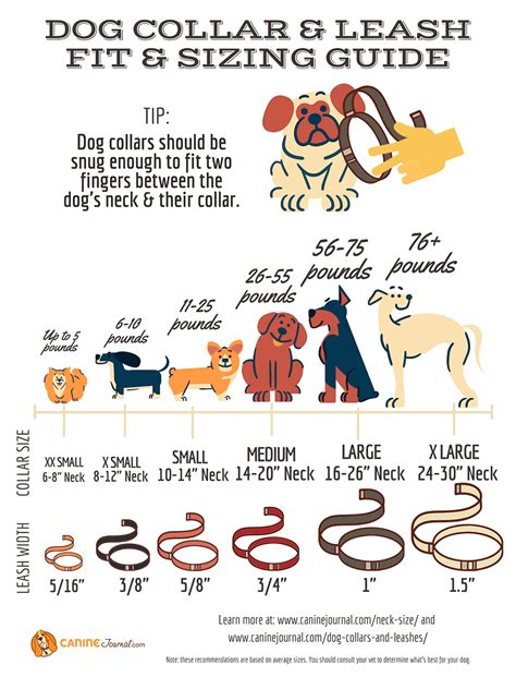 Collar Size For English Bulldog Puppy