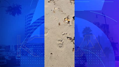 Collared black bear tracked to Leo Carrillo Beach, where paw prints found in sand