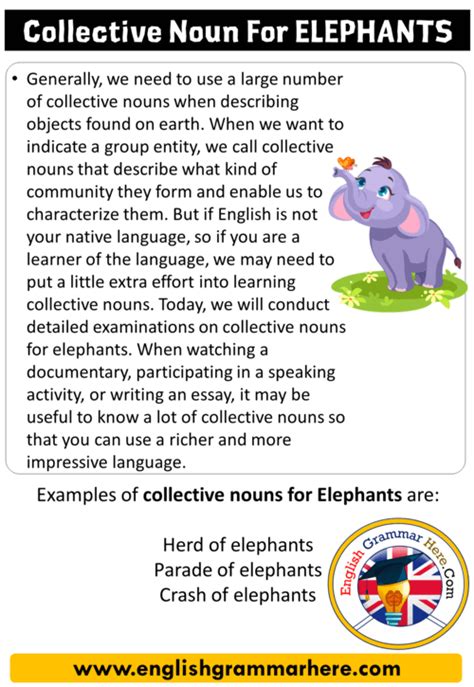 Collective Noun for Elephants - Grammar Monster