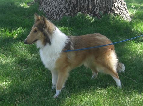 Collie Colors - Desert Kennels