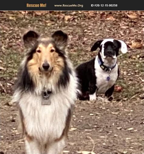 Oct 8, 2023 · Come Bye Border Collie Rescue rescues BC's and BC mixes from the Midwest, including the states of Illinois, Indiana, Kentucky, Missouri and Tennessee. Our adopters come from all over the U.S., but most typically from the same Midwest states. . 