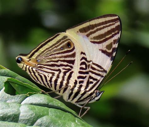 Colobura annulata Willmott, Constantino & J.Hall, 2001