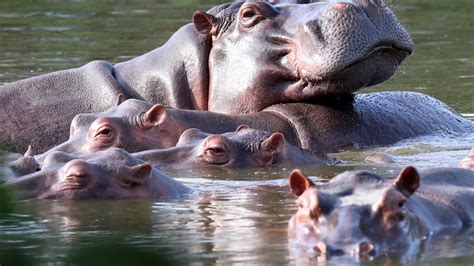 Colombia begins sterilization of hippos descended from pets of drug kingpin Pablo Escobar