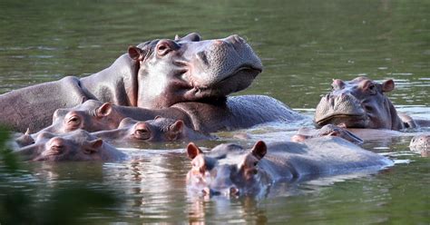 Colombia is going to decrease the population of hippos created by one drug lord.