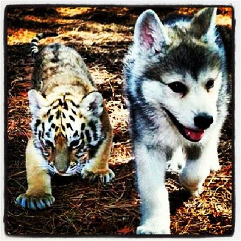 Colombianbby Onlyfans Leaked [HD] 🍆