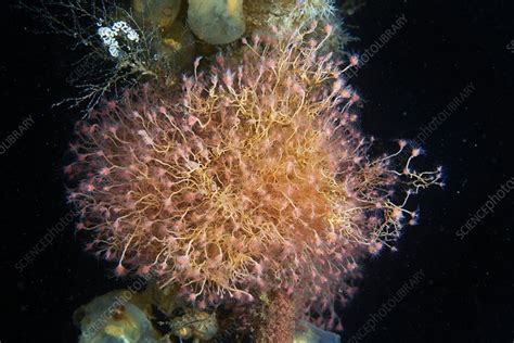 13 feb 2023 ... Abstract: Hydractinia symbiolongicarpus is a colonial hydrozoan that displays a division of labor through morphologically distinct and .... 