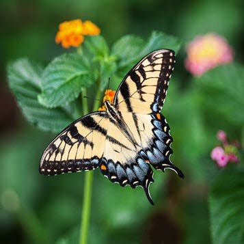 Colonial memorial chapel.  View The Obituary For Sarah Jane Stringer.  Or send fl...