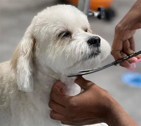 Colonies pet grooming. PetSmart offers top-quality pet grooming services for cats and dogs. Our Pet Stylists are experienced with a variety of breeds. Book an appointment today! text search. My PetSmart. ... PetSmart Grooming. 42 Southgate Square, Colonial Heights, VA 23834 (804) 520-0801 (804) 520-0801. Open today until 9pm. Store info. ... 