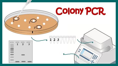 Colony Pcr 실험 7hpbjy