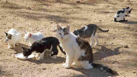 Colony cats. Cat Colonies. Also, called community cats, feral cats number in the tens of millions. Any cat who was born in the wild or who was abandoned and had to turn wild in … 