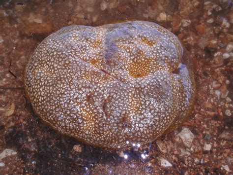 A bryozoan colony begins with an ancestrula (the primary zooid), which is formed sexually. The colony then grows by asexual budding, in a pattern dictated by the particular taxon. Bryozoan colonies are found in a wide array of colony formations. Encrusting forms (most common) can cover large areas of rocks, algae, shells or exoskeletons of ...