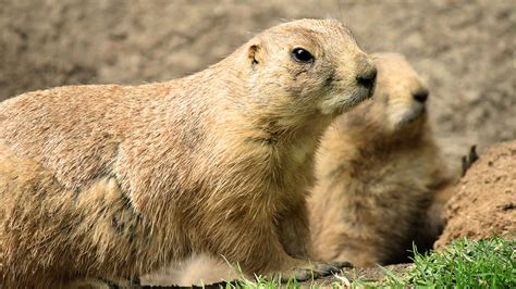 Colony of prairie dogs disappears from El Paso Zoo, according to USDA report