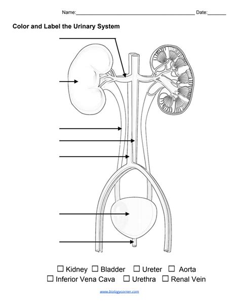 Color And Label The Urinary System