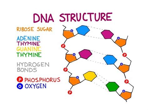Color coded molecular structure of the DNA molecule Molecule diagram