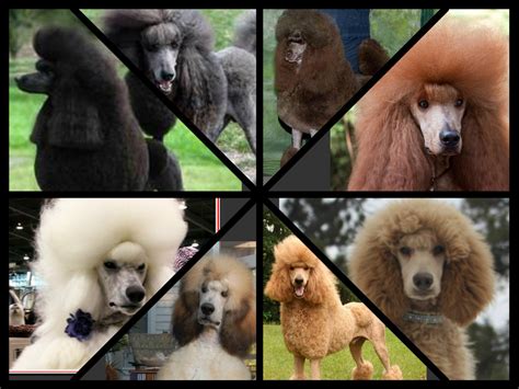 Color genetics Poodle Forum