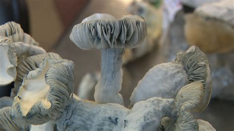 Colorado’s first Psychedelic Cup celebrates mushroom home growers