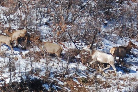 Colorado Parks and Wildlife spots rare 1 in 100,000 piebald cow elk