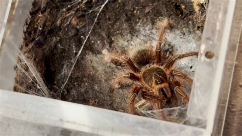 Colorado Springs woman has 68 pet tarantulas and counting