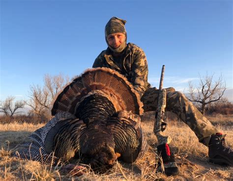 Colorado Turkey Hunts, Guided Spring and Fall Turkey Hunting T…