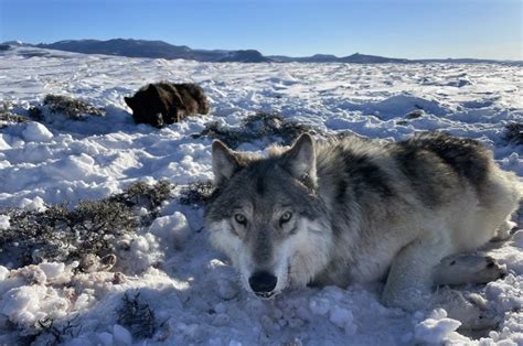 Colorado asked 4 states to share their gray wolves. So far, it’s received 3 maybes and a hell no.
