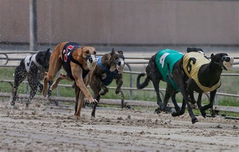 Colorado bans betting on greyhound dog racing