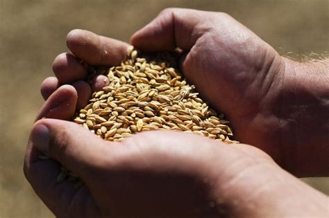 Colorado barley farmers aim to brew a sustainable future with novel grains